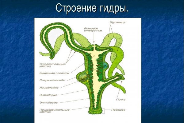 Ссылка на кракена для тора